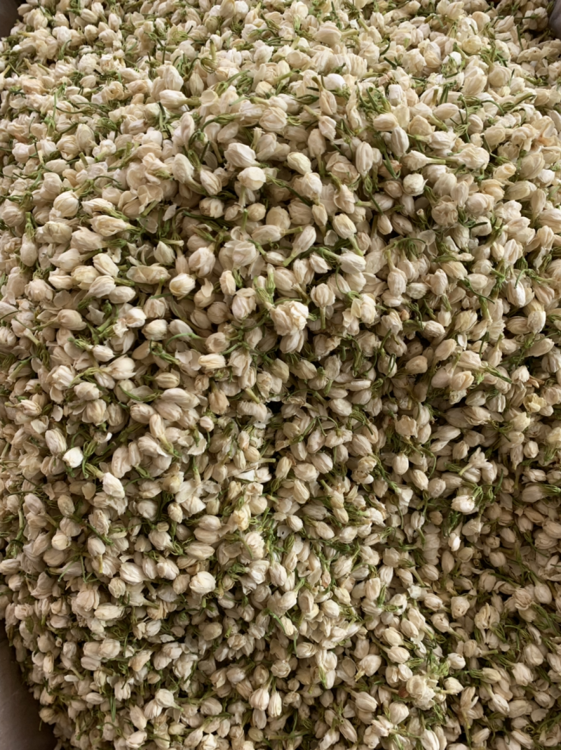 茉莉花茶批发