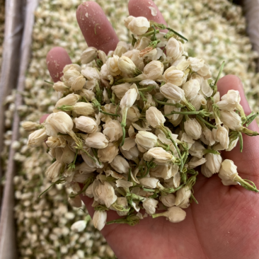 茉莉花茶批发