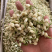 茉莉花茶批发