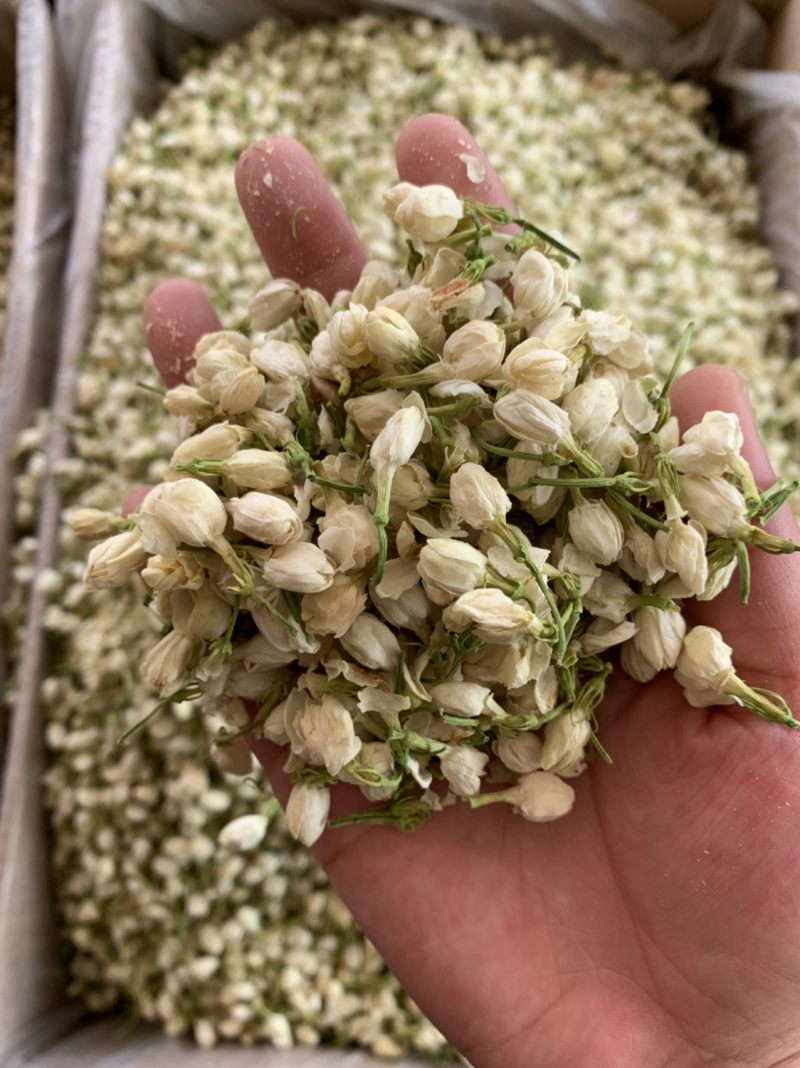 茉莉花茶批发