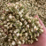 茉莉花茶批发