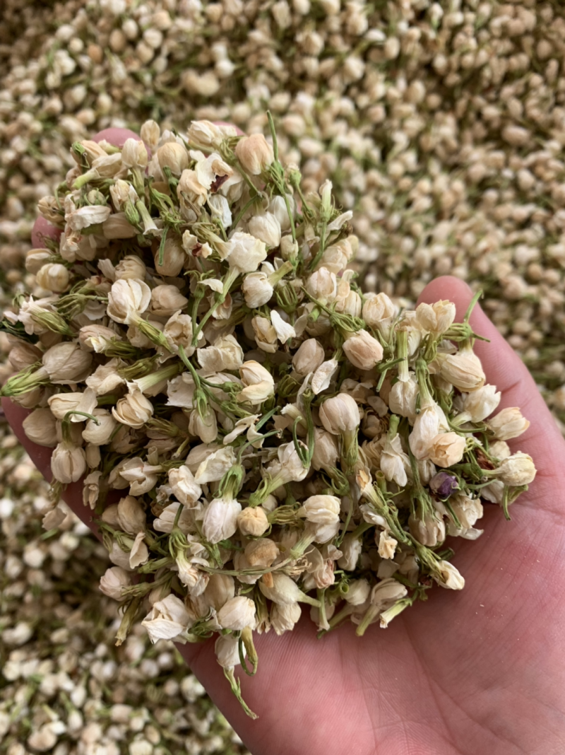 茉莉花茶批发