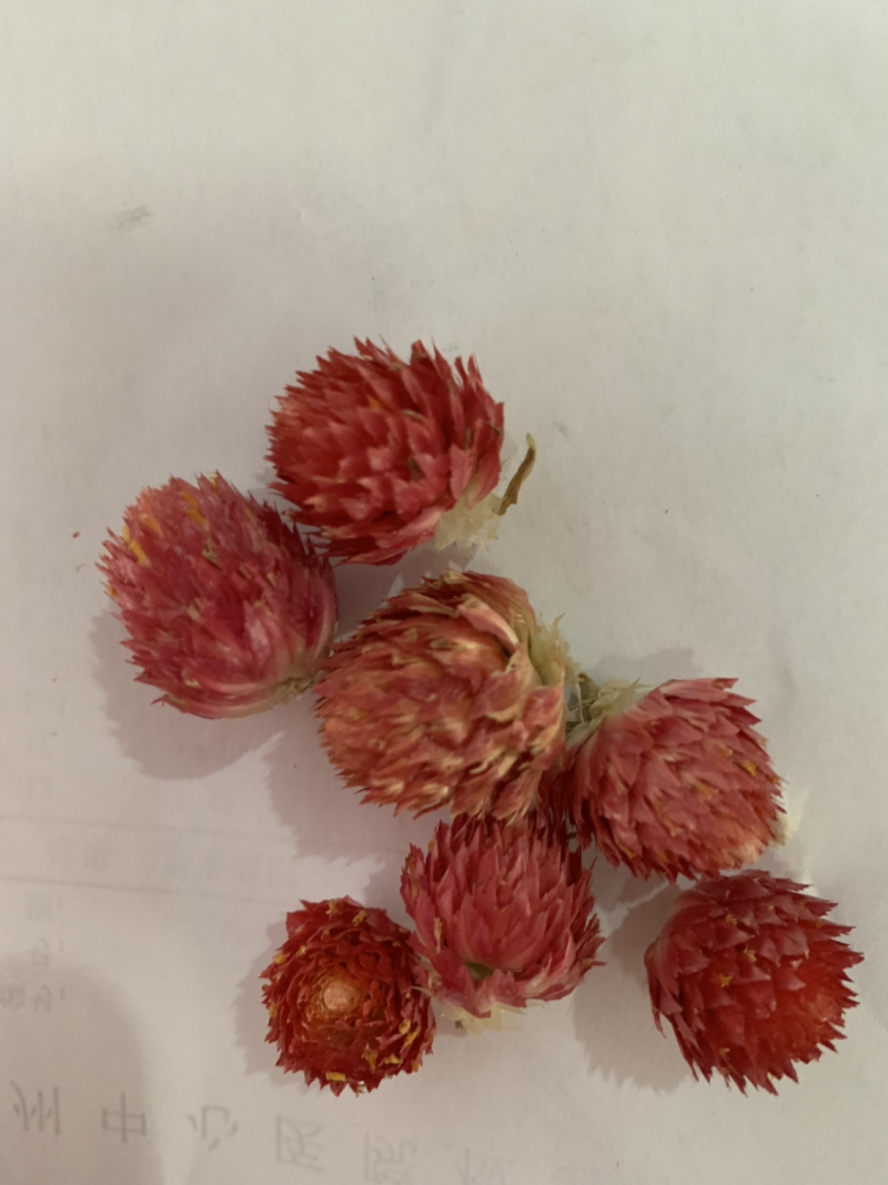 红巧梅别名千日红