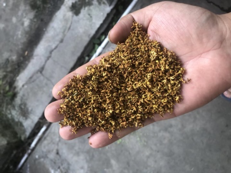 产地直销桂花茶，批发花茶，亳州花茶