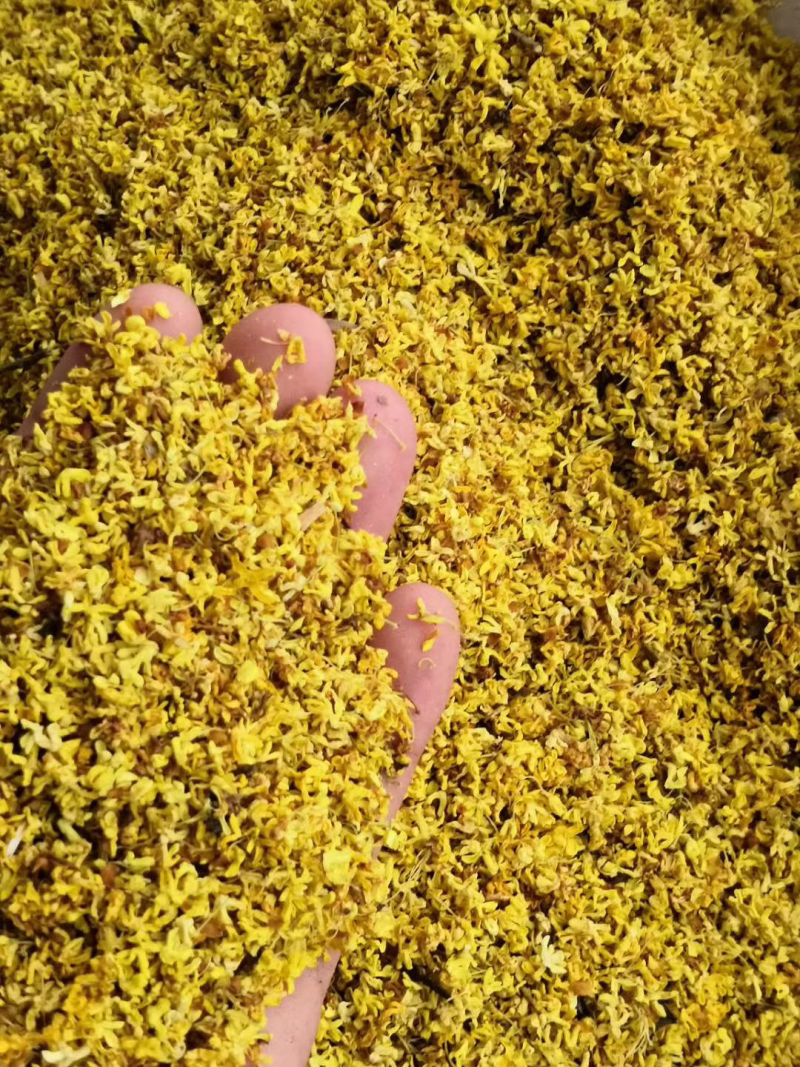 产地直销桂花茶，批发花茶，亳州花茶