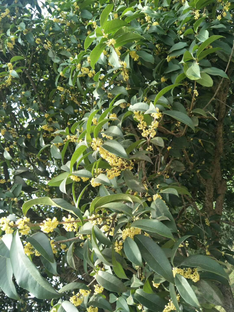 产地直销桂花茶，批发花茶，亳州花茶