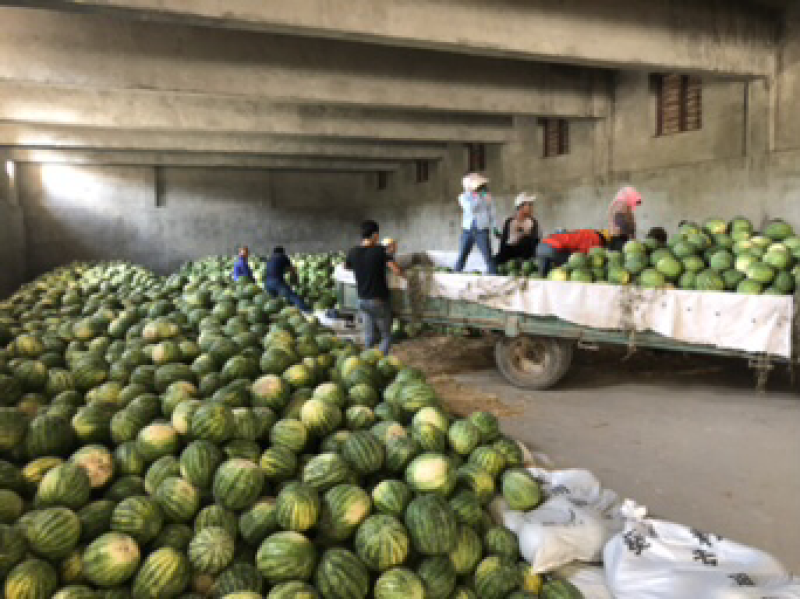 保健瓜