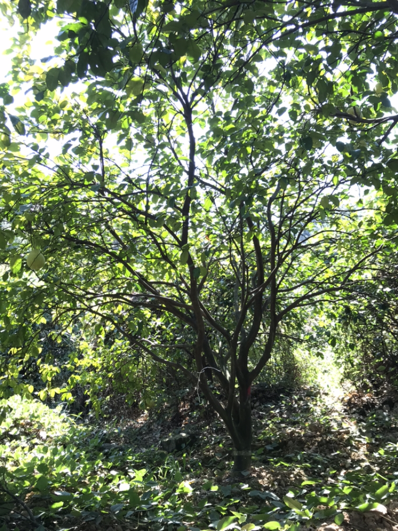 香泡树