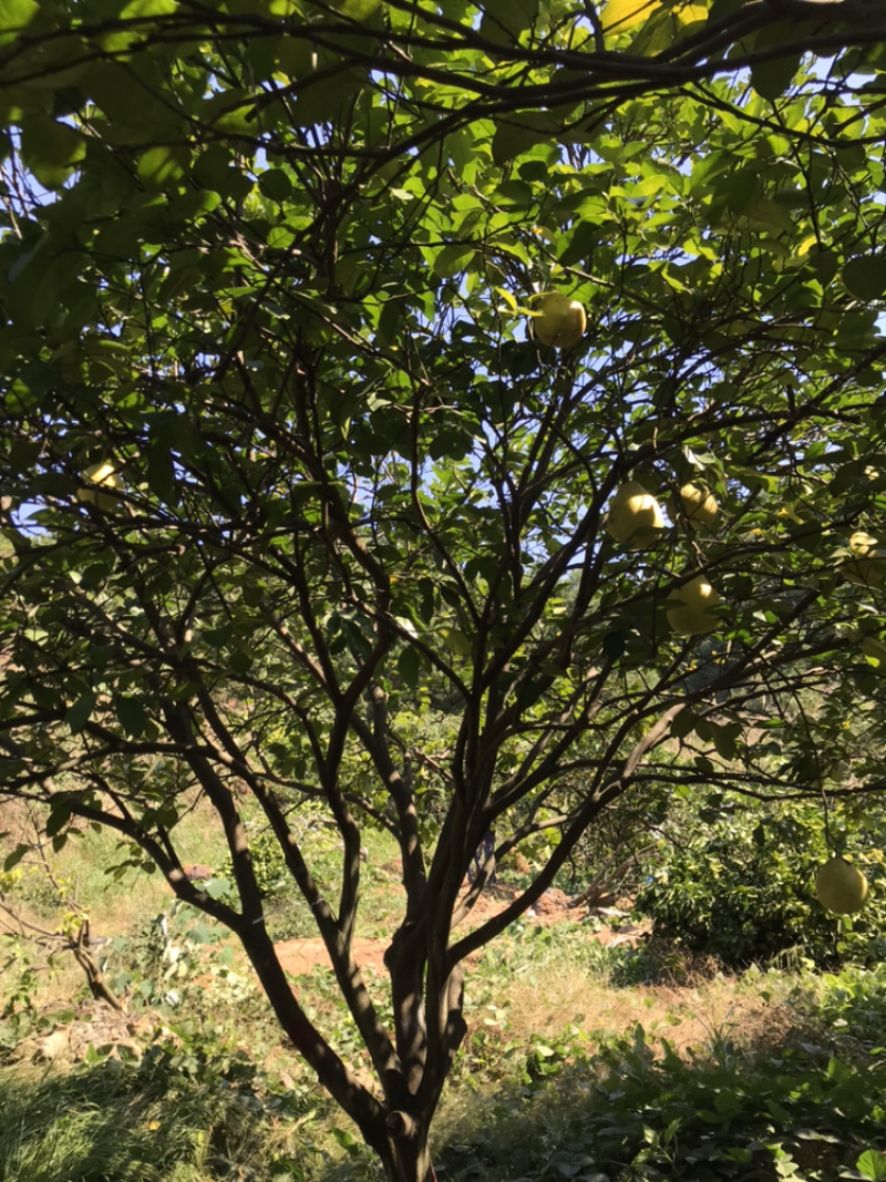 香泡树
