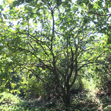 香泡树