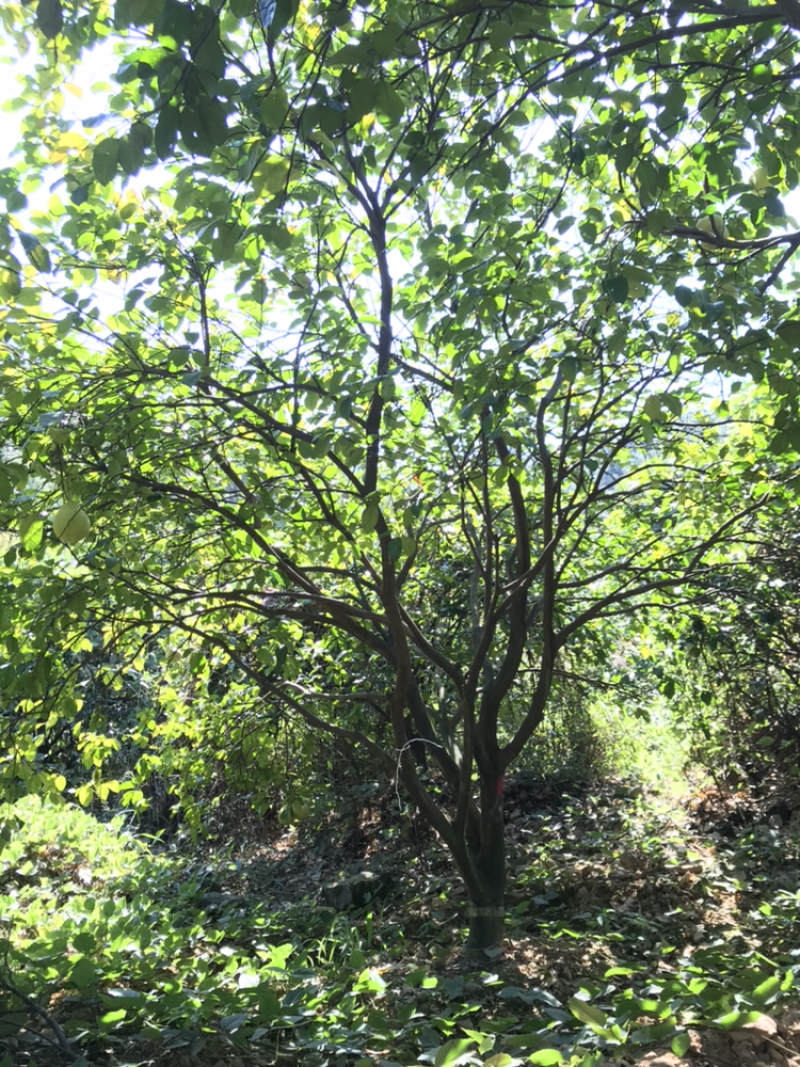 香泡树