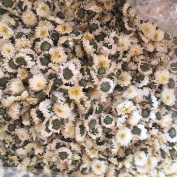 黄山贡菊，七月菊花茶