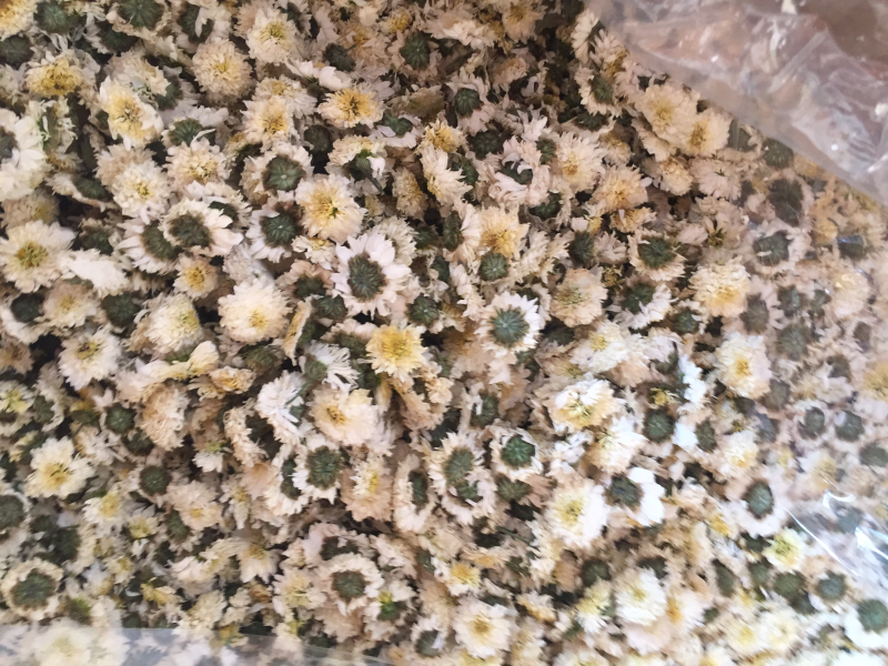 黄山贡菊，七月菊花茶