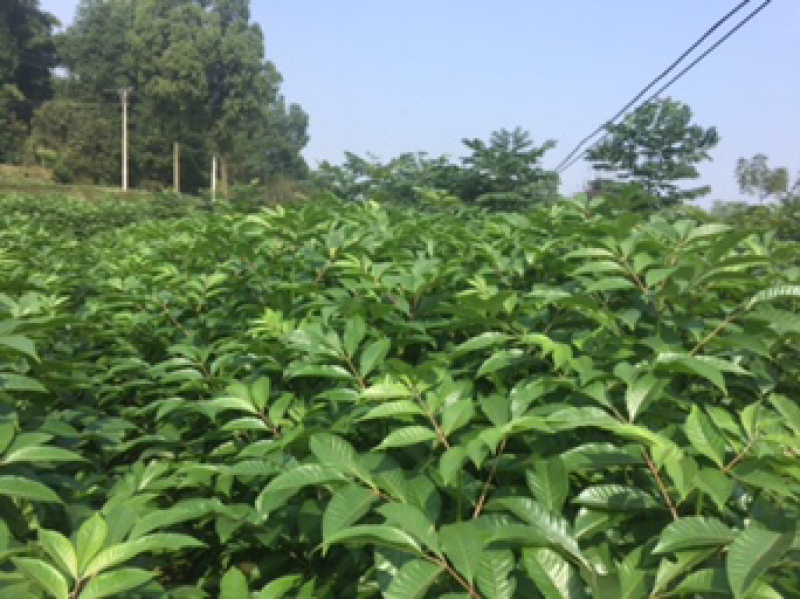吴茱萸