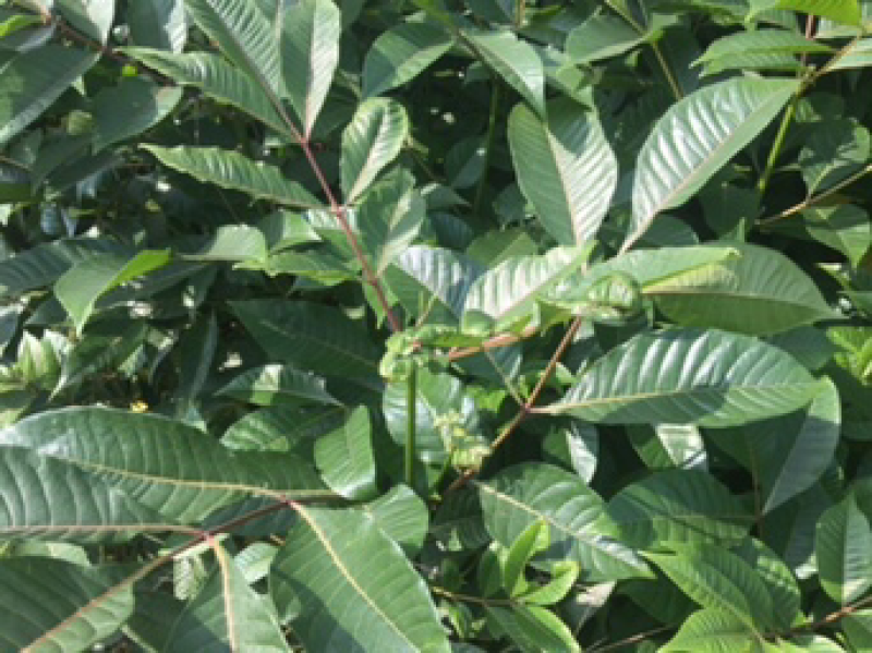 吴茱萸
