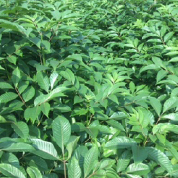 吴茱萸