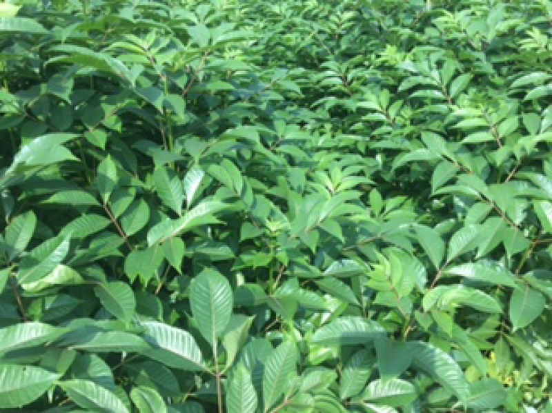 吴茱萸