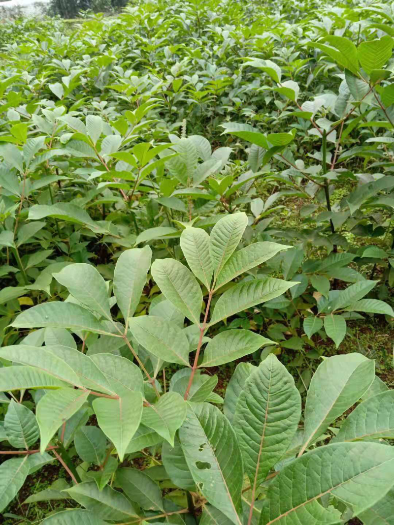 吴茱萸