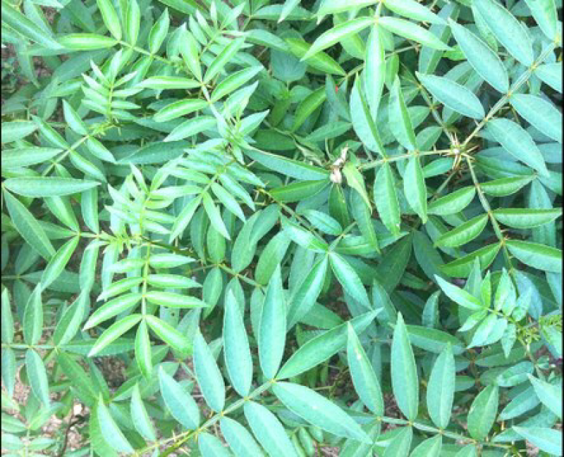 九叶青花椒苗