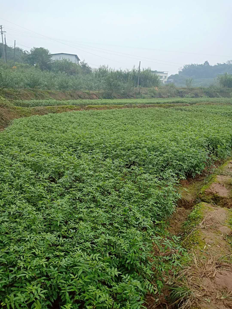 九叶青花椒苗