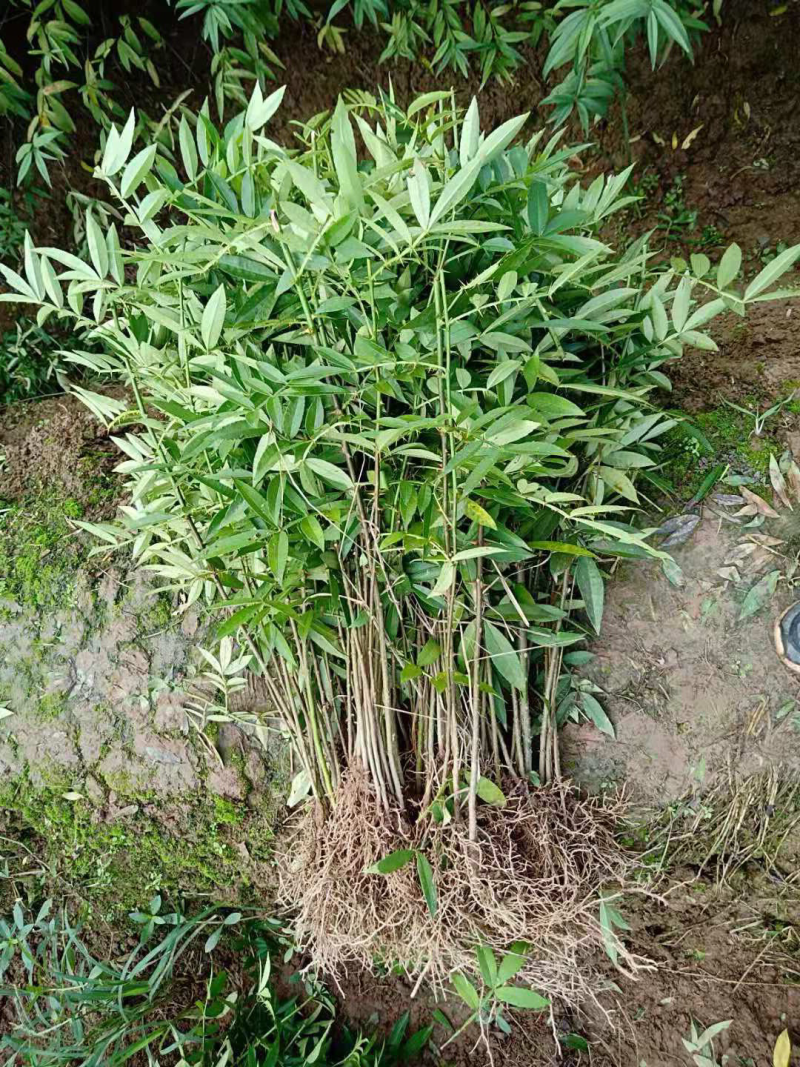 九叶青花椒苗