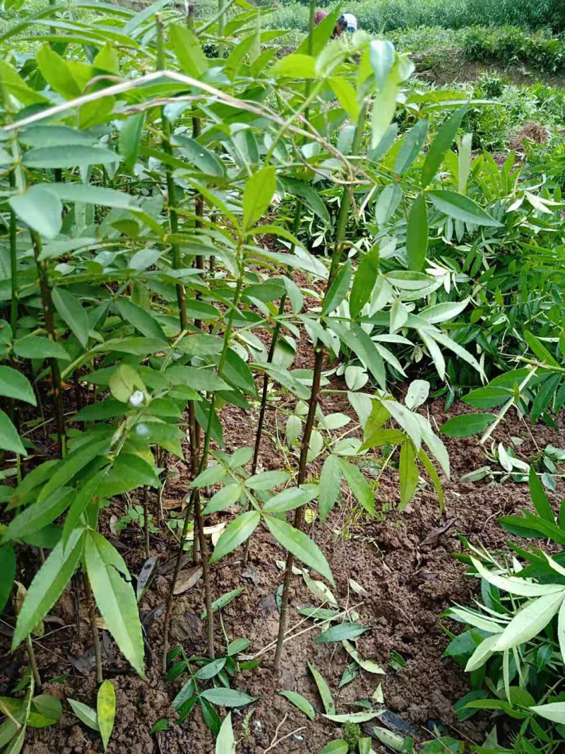 九叶青花椒苗