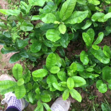 佛手苗
