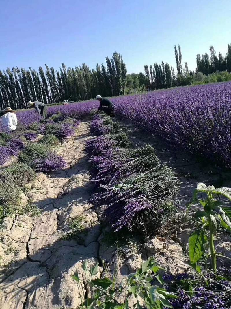 新疆优质观赏景观薰衣草苗扦插苗保障纯度种植指导
