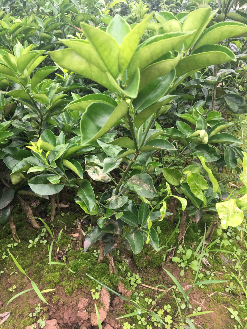 川枳壳苗