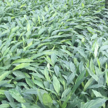 草果种苗，25到四十公分，耐活，现在正是移栽好季节