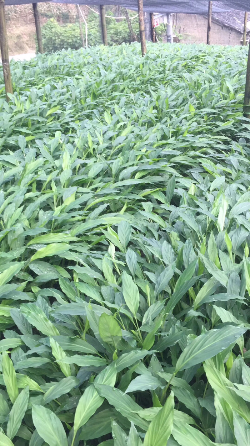 草果种苗，25到四十公分，耐活，现在正是移栽好季节