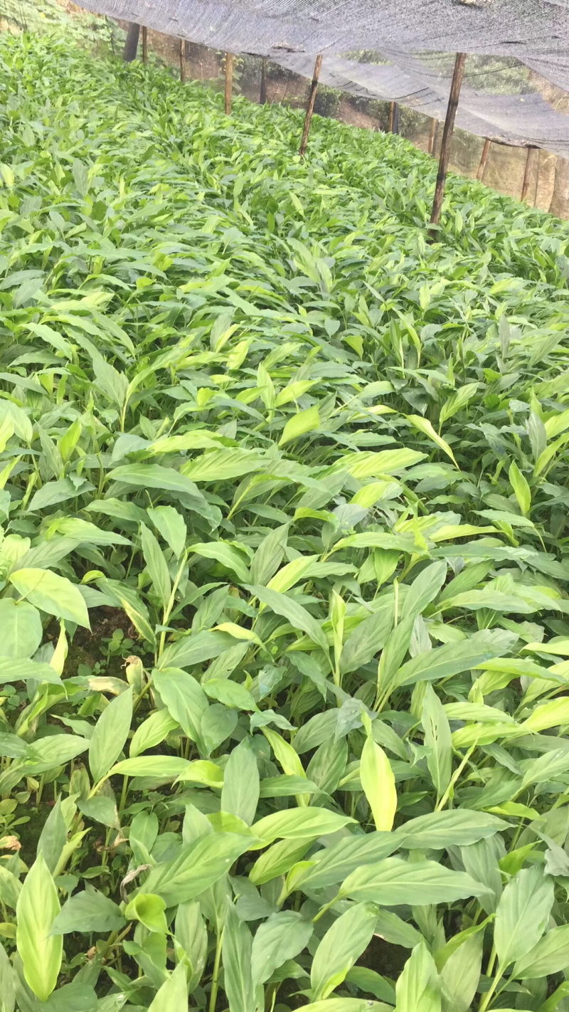 草果种苗，25到四十公分，耐活，现在正是移栽好季节