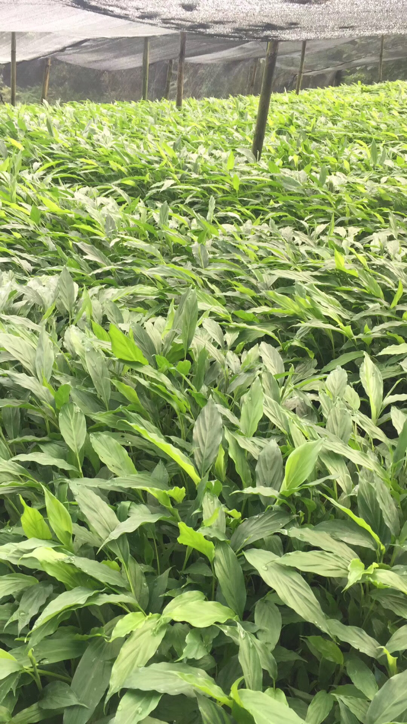 草果种苗，25到四十公分，耐活，现在正是移栽好季节