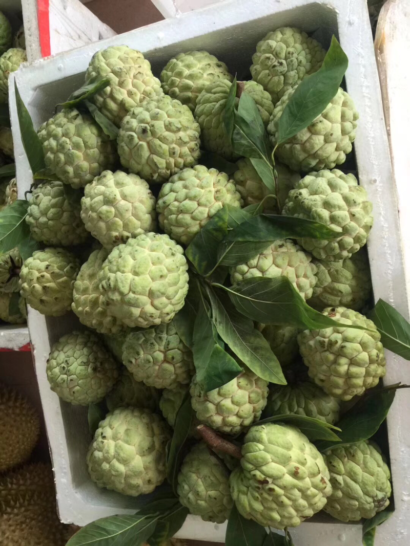 释迦摩尼果