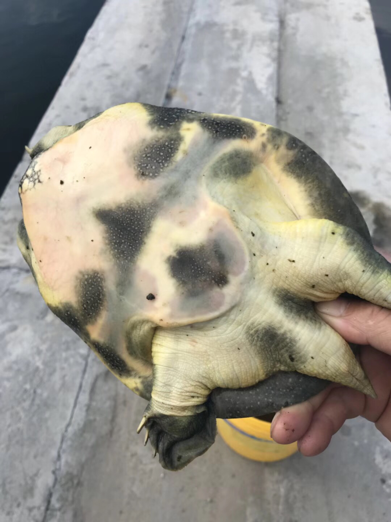 甲鱼大小都有