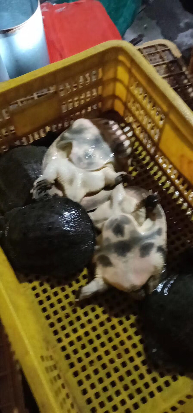甲鱼大小都有