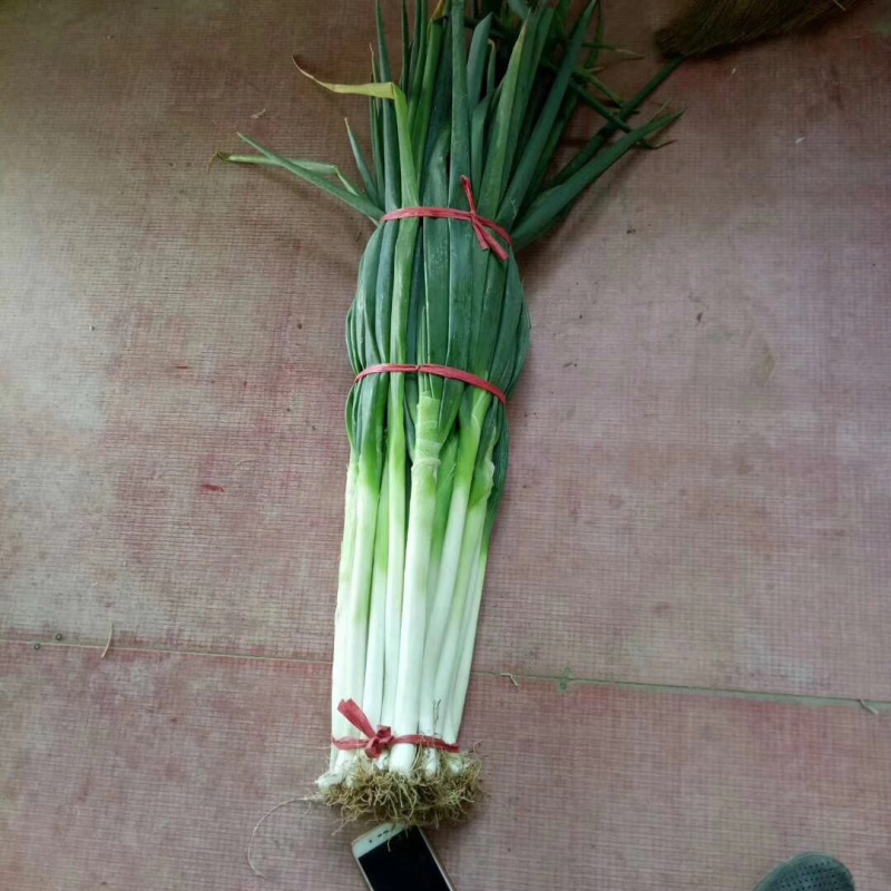 山东滕州大葱铁杆刚葱，有需要的可以联系，