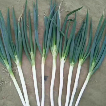 山东滕州大葱铁杆刚葱，有需要的可以联系，