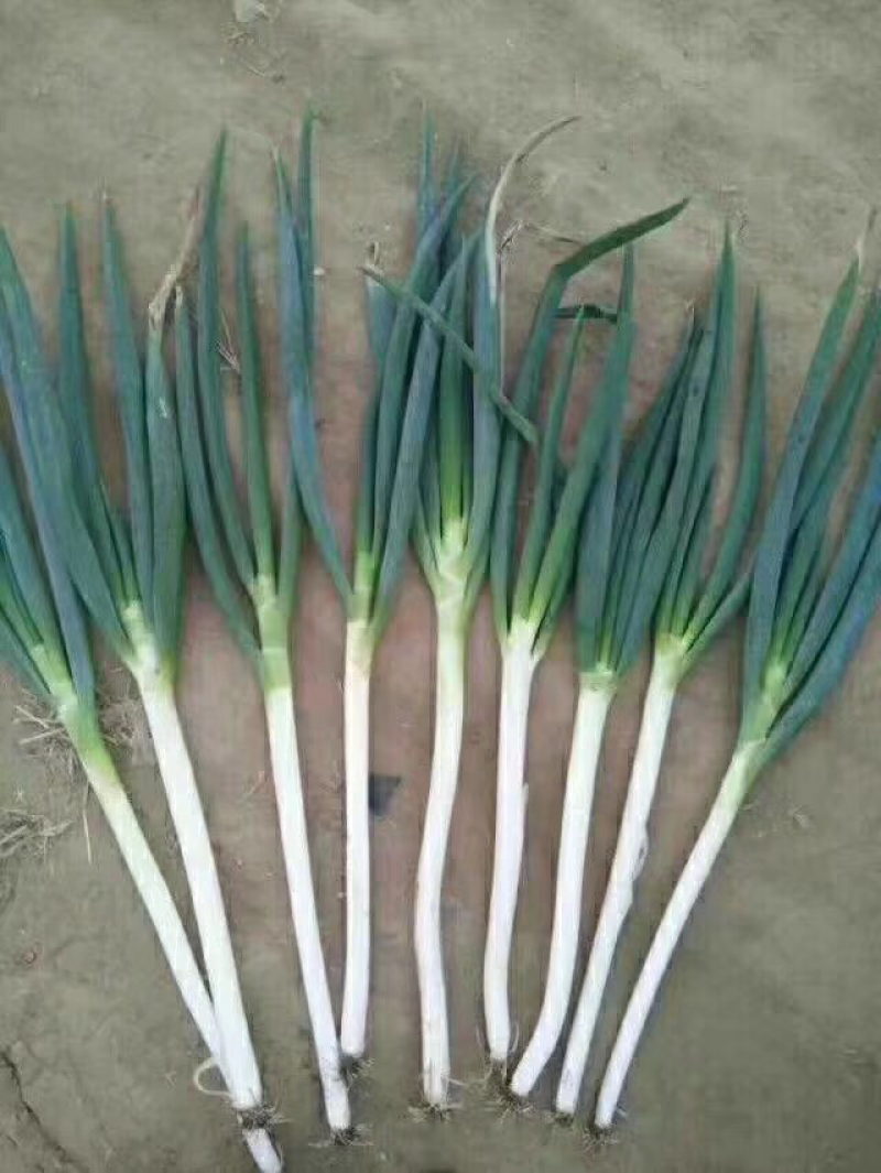 山东滕州大葱铁杆刚葱，有需要的可以联系，