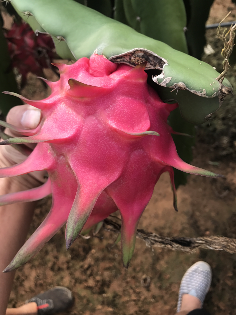 火龙果苗