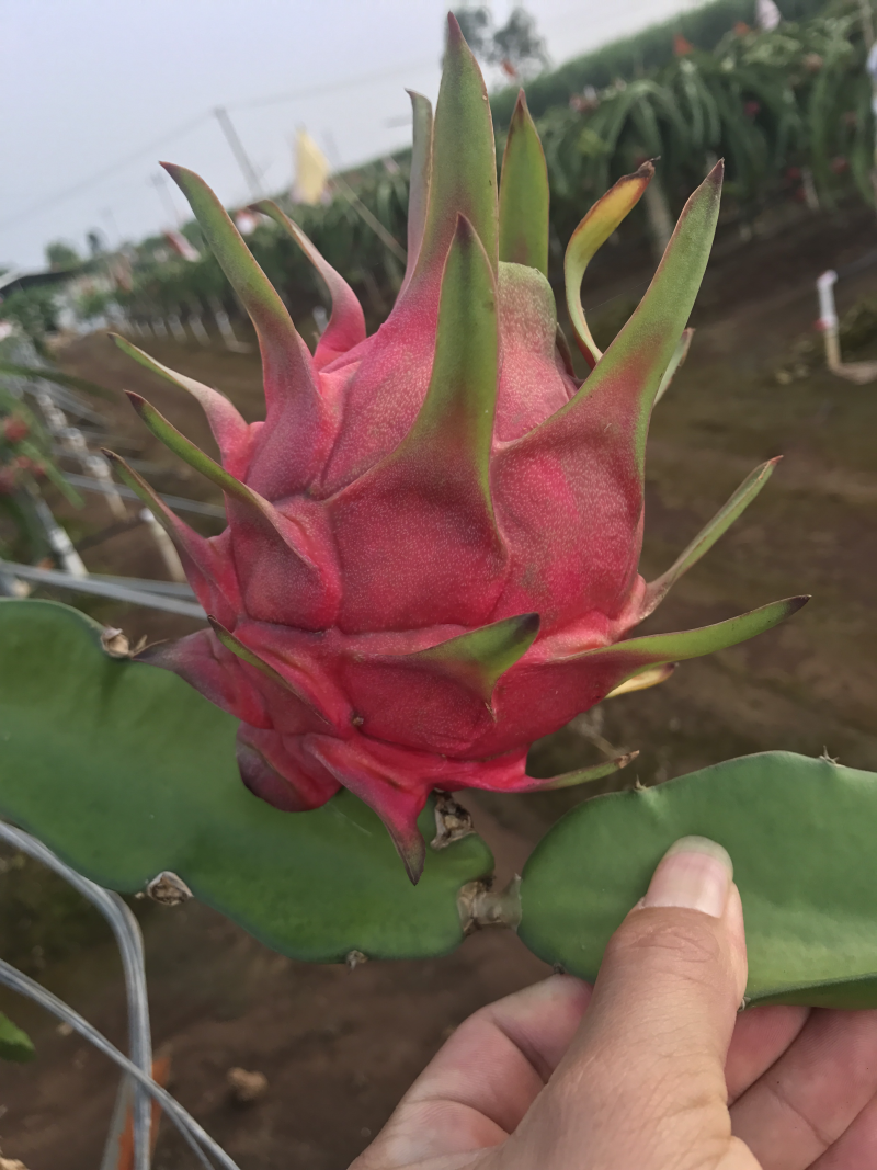 火龙果苗