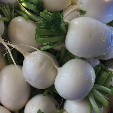 小圆罗卜东台小罗卜生产基地，沙土种植，合作社单位诚信