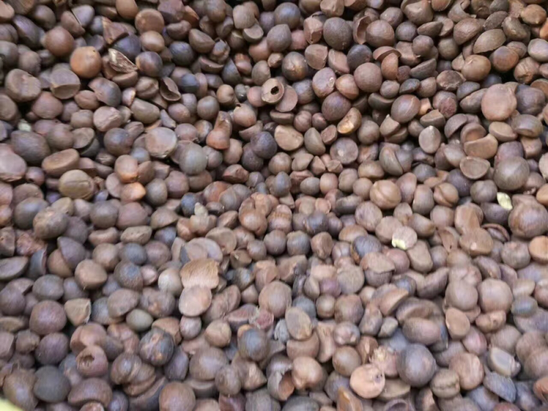 长期供应野生小茶籽珍珠籽