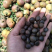 长期供应野生小茶籽珍珠籽