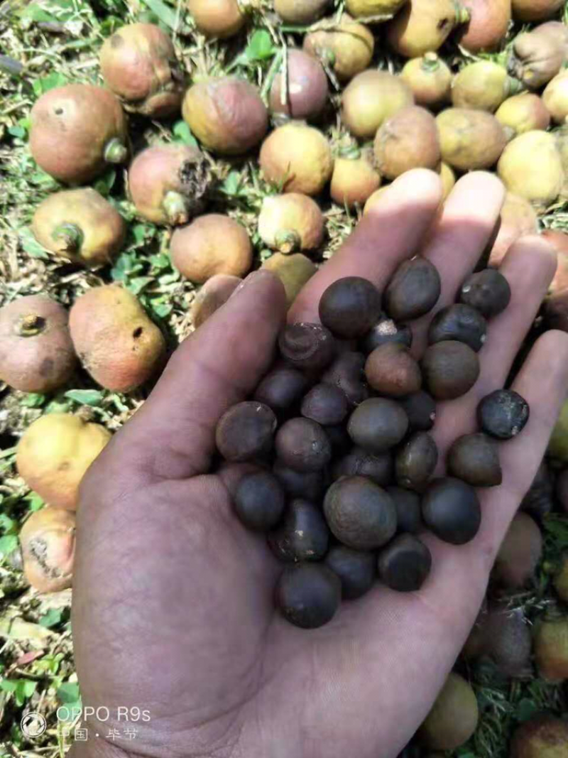 长期供应野生小茶籽珍珠籽