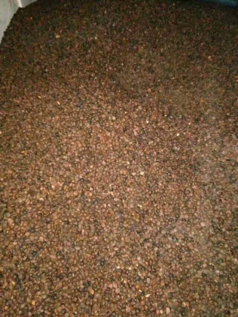 长期供应野生小茶籽珍珠籽