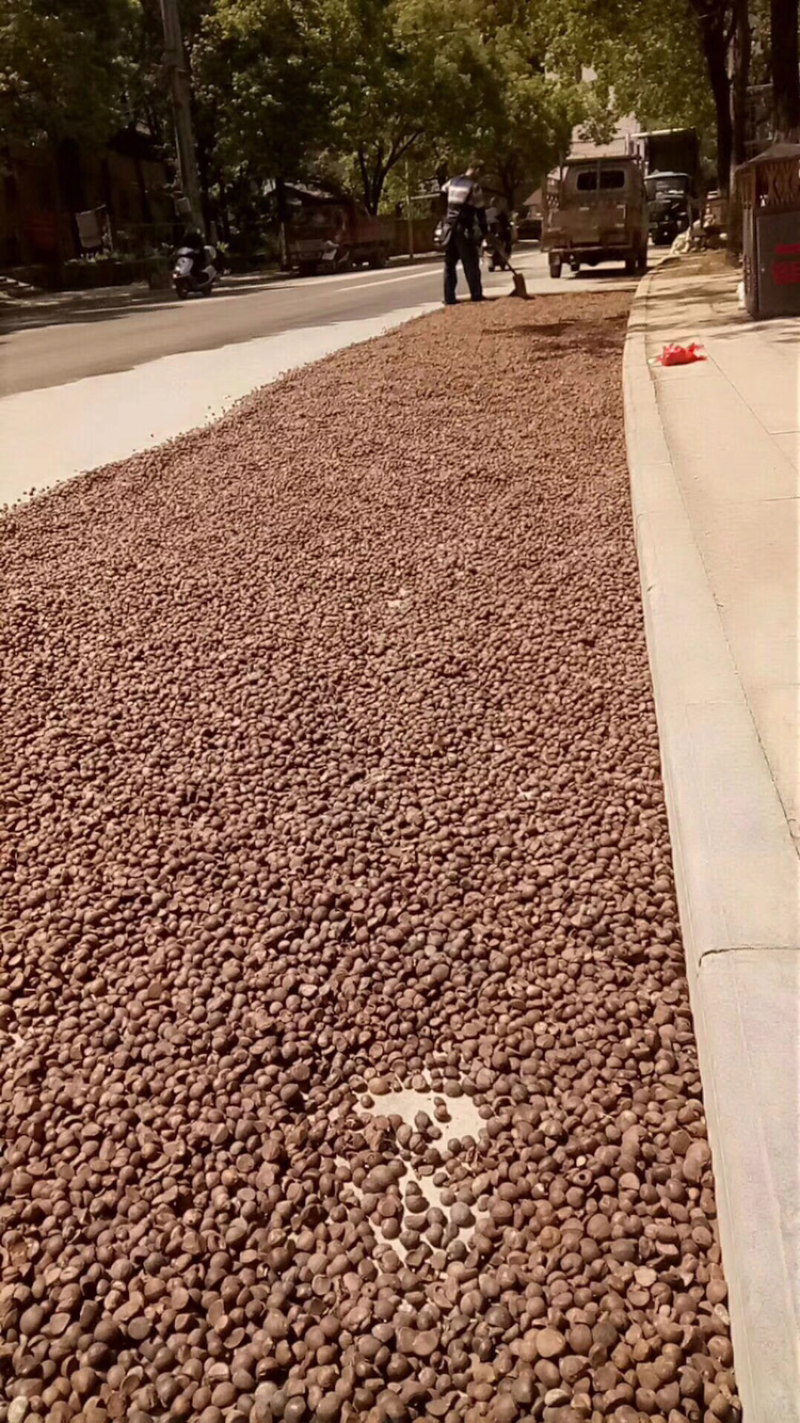 长期供应野生小茶籽珍珠籽