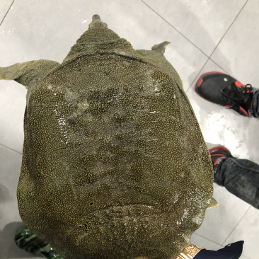 生态甲鱼，半野生