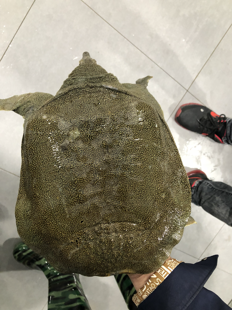 生态甲鱼，半野生