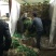 红根蒜苗，彭州蒜苗，硬叶蒜苗，川蒜苗，基地直供。。。